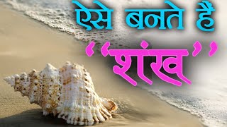 शंख कैसे बनता है  Shankh kaise bante hain how a conch shell is formed  Adventure Videos In Hindi [upl. by Odravde201]