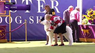 Kuvaszok  Breed Judging 2024 [upl. by Luhey]