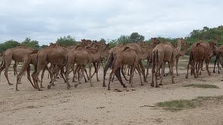 camels walking in deserts  camel animal video  camel vlogs camel animals whitecamel [upl. by Nerti]