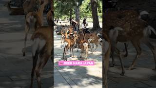 Cute Deer Nara Park Japan 動物園 奈良の鹿 naraparkjapan zoo deer park japan [upl. by Frantz]