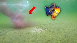 Best live food for GOLDFISH fry  Growing gold fish faster [upl. by Seely]