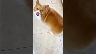 Knifeless version watch with confidence Corgi cute pet debut plan silly dogs daily life [upl. by Catharine218]