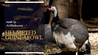 Helmeted Guineafowl Numida Meleagris [upl. by Corly223]