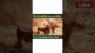 Duniya jamane se rishte mitaye hai animalshorts viralshort truestory doglover cowlover [upl. by Morehouse451]