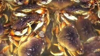 Catching Dungeness Crab on the Oregon Coast [upl. by Krantz273]