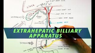 Extrahepatic Biliary Apparatus  Cystohepatic Triangle  Anatomy Tutorial [upl. by Redmund]