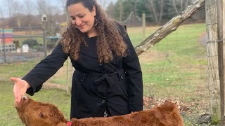 Fawn rehabilitator in Stone Ridge NY [upl. by Nisotawulo]