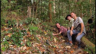 SUR LES TRACES DU quotBEGONIA BLANCIIquot  MALAISIE amp PALAWAN PHILIPPINES [upl. by Stanwood272]