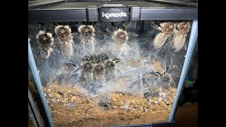 Monocentropus balfouri 30juvies to rehouse all together uploaded [upl. by Amble]