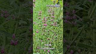 익모초 💝 motherwort [upl. by Eicyac]