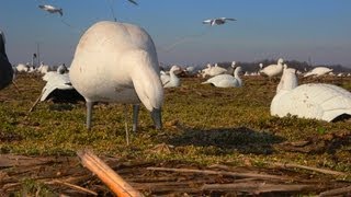 Snow Goose Hunting Decoys and Blind Concealment [upl. by Drhacir]