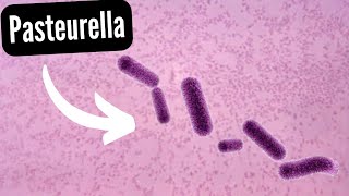 LA PASTEURELLA Bacteria del sistema respiratorio [upl. by Sausa]