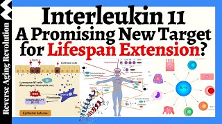 IL11  A PROMISING NEW Target for Lifespan Extension [upl. by Alys]