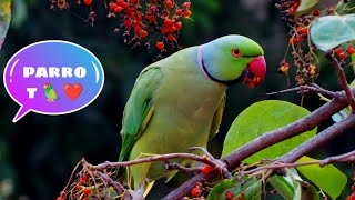 My Raw Parrot Calling Voice Mithu Beta Assalamualaikum السلام عليكمsohail [upl. by Telfore334]