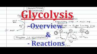 1 Glycolysis Overview amp Reactions [upl. by Dachy]