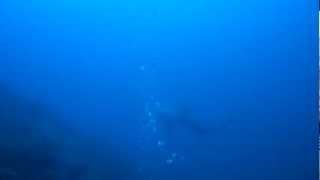 Thresher shark Malapascua [upl. by Rock]