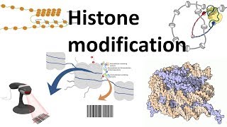 Histone modifications Introduction [upl. by Lamson738]