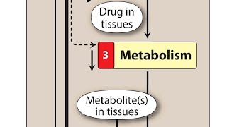 Drug metabolism phase 1 and 2 Biotransformation simplified  Pharmacokinetics  pharmacology [upl. by Atiuqer226]