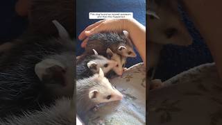 This dog found an injured opossum and then this happened animalshorts shortvideo [upl. by Talanta912]