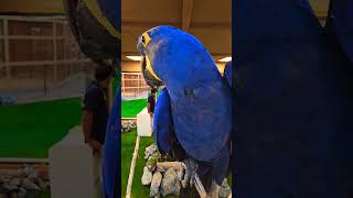 Beautiful macaw parrots dancing macaw bluemacaw parrot parrots birds nature [upl. by Odessa]