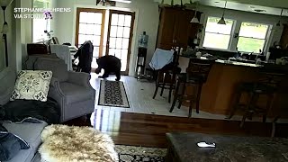 Family dog scares off black bear nosing around kitchen [upl. by Rimidalv682]