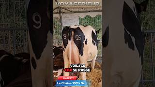 Cette Vache à Brectouville a un Numéro qui Va te Faire Halluciner  🐄😂 [upl. by Klayman]