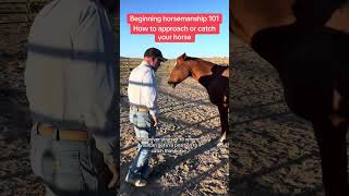 Horsemanship for beginners 101 [upl. by Htehpaj]