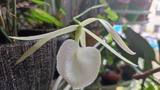 Brassavola nodosa quotPanamaquot [upl. by Eislehc]