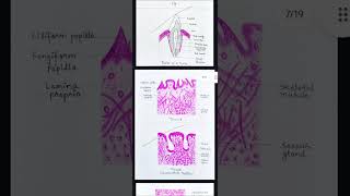 HISTOLOGY SLIDES DIAGRAM PART 2  ANATOMY  JOURNAL  FILE  HAEMATOXYLIN AND EOSIN PENCIL  MBBS [upl. by Mina553]