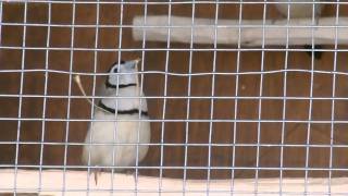 Owl Finch Mating Dance [upl. by Goar650]