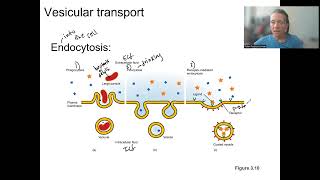 29 vesicular transport [upl. by Nade812]