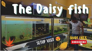 The Daisy fish Friend setup visit  Colourful fish  Giant gourami fish Big Oscar tankPolarparrot [upl. by Yasmeen]