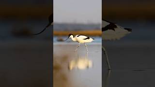 waders music natgeo birds wildlife natgeowild animalshorts [upl. by Adao]