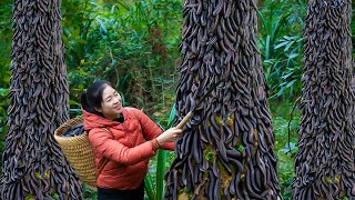 Harvest Black locust tree Goes To Market Sell  Harvesting and Cooking  Lý Hương Song [upl. by Reivad634]