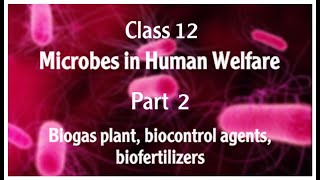 CLASS12 MICROBES IN HUMAN WELFARE PART2 BIOGAS BIOCONTROL AGENTS AN BIOFERTILIZERS [upl. by Arratoon]