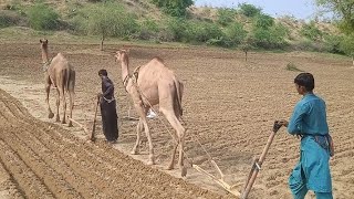 Life with camels in desert ❤️❤️❤️ 😍 [upl. by Bathsheba79]