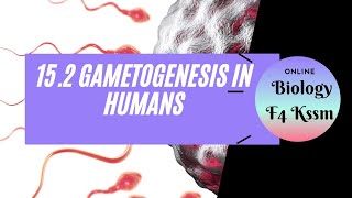 152 GAMETOGENESIS IN HUMAN BIOLOGY KSSM FORM 4 CHAPTER 15 [upl. by Cynthie]