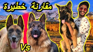 أخطر مقارنة بين مالينوا بلجيكي وراعي ألماني  Malinois Vs Berger Allemand [upl. by Simmons17]