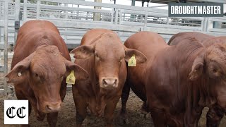 Droughtmaster wins BEEF 2024 Commercial Cattle Championship [upl. by Yllek]