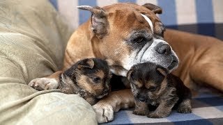 Dogs Protecting Their Puppies Compilation [upl. by Lebasy]