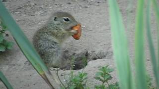 So süß Kleines Ziesel frisst im Nürnberger Tiergarten [upl. by Evander]