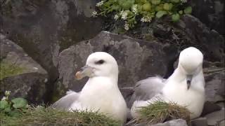 Northern Fulmars in Iceland [upl. by Lebatsirhc742]