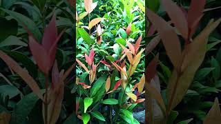 Red cgm plant gardening plants [upl. by Bogie637]