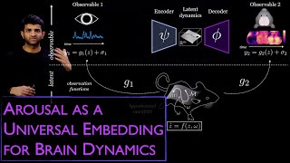 Arousal as a universal embedding for spatiotemporal brain dynamics [upl. by Armando]