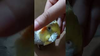 Look whos happier today 🦜 cockatiel shorts yt youtubeshorts parrot pet birds cute [upl. by Nava]