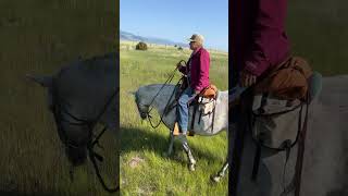 Great Story about Horses in Montana [upl. by Genia]