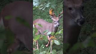 Early deer season… deerhunting whitetail deerseason archery deer fall [upl. by Eselahc]