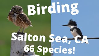 Birding The Salton Sea in California February 2021 66 Bird Species [upl. by Nasya]