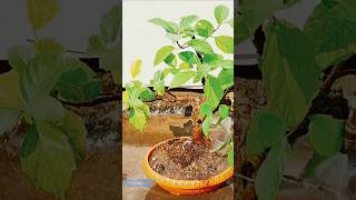 Ficus racemosa  Ficus glomerata tree bonsai repotting জগডুমুর যজ্ঞডুমুর bonsai [upl. by Steinke]