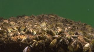 Minnesota Waters At Risk  Aquatic Invasive Species [upl. by Rape]